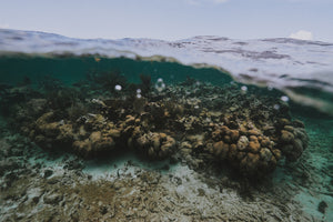 coral reef tulum