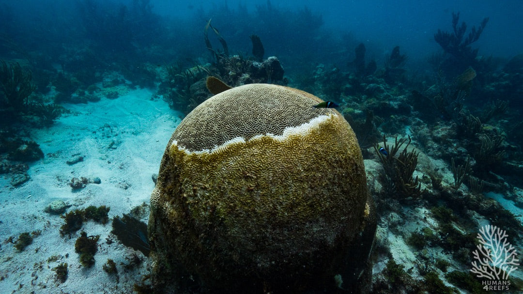 El síndrome blanco en el Caribe Mexicano: Muerte masiva de corales.