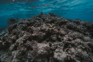 ¿WHAT IS HAPPENING WITH CORAL REEFS?