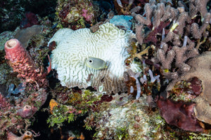 ¿Por que los corales se blanquean?