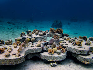 cozumel coral reef restoration program