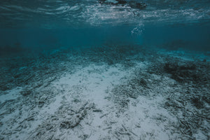 dead coral reef Mexico