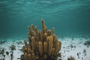 corky sea finger coral in shallow reef tulum